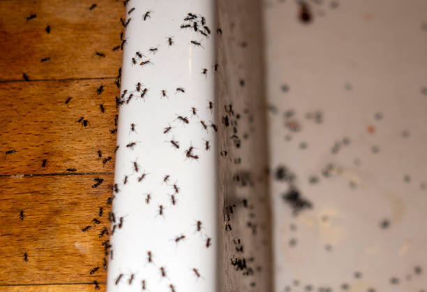 Best Local Pest Control Services  in Bellport, NY