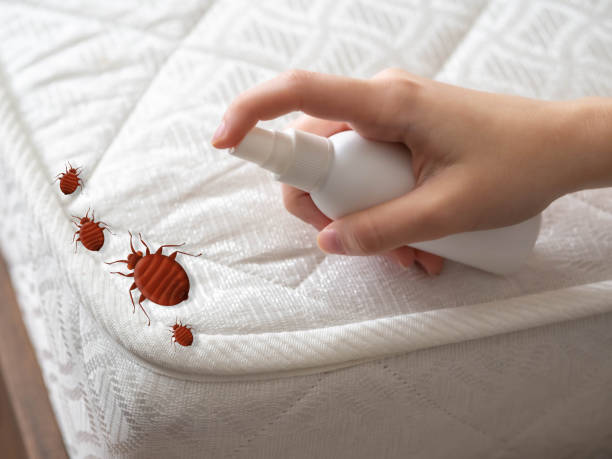 Best Pest Inspection Near Me  in Bellport, NY