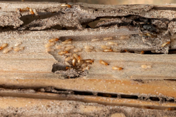 Best Pest Prevention Services  in Bellport, NY