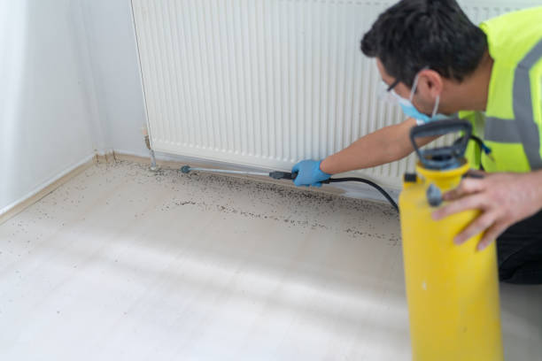 Best Flea Control Services  in Bellport, NY
