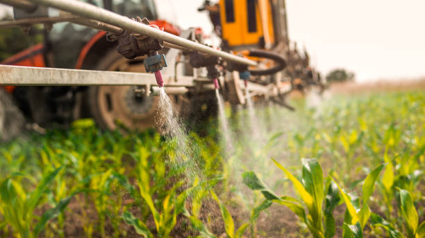 Best Ant Control Services  in Bellport, NY